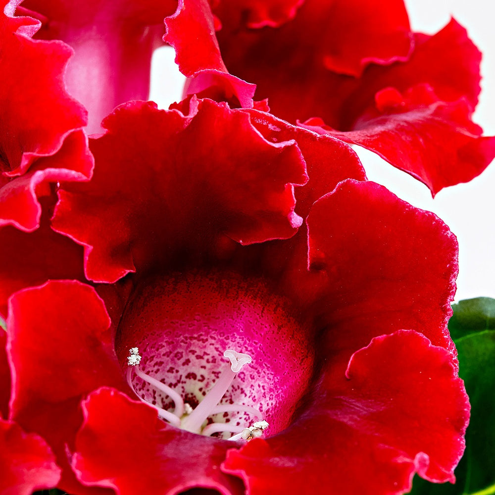 Gloxinia des fleuristes rouge - Sinningia speciosa red - Willemse