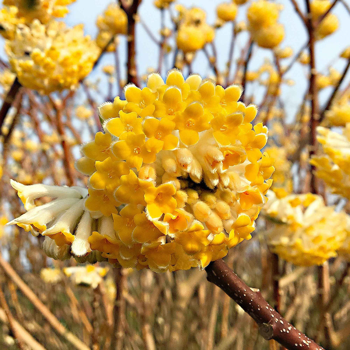 Edgeworthia Grandiflora - Buisson à papier - Edgeworthia chrysantha Grandiflora - Willemse