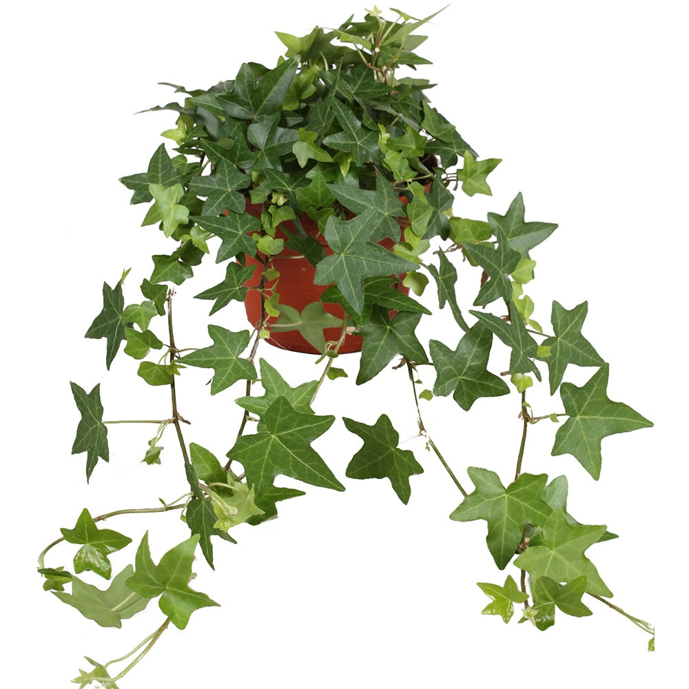 Lierre commun Pittsburgh - Hedera helix Pittsburgh - Willemse