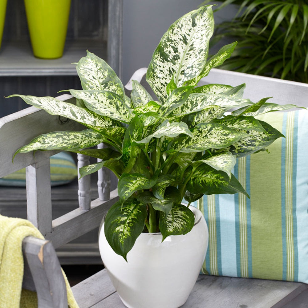 dieffenbachia bienfaits Dieffenbachia Compacta, feuillage facile