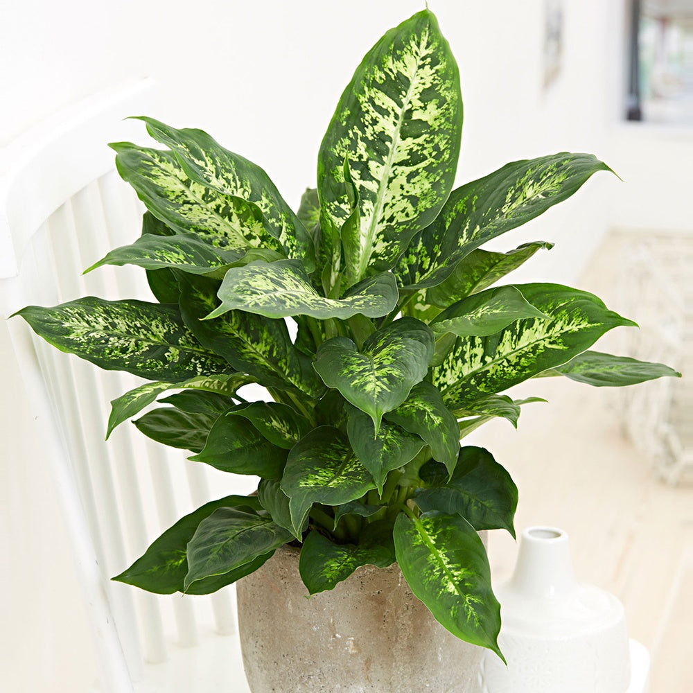 Dieffenbachia Compacta - Dieffenbachia compacta