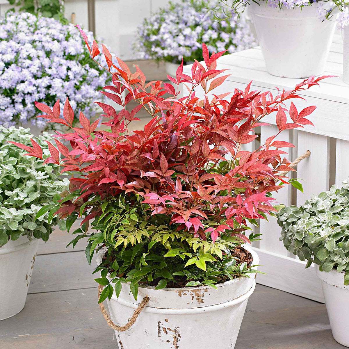 Bambou sacré Obsessed - Nandina domestica obsessed'® - Willemse