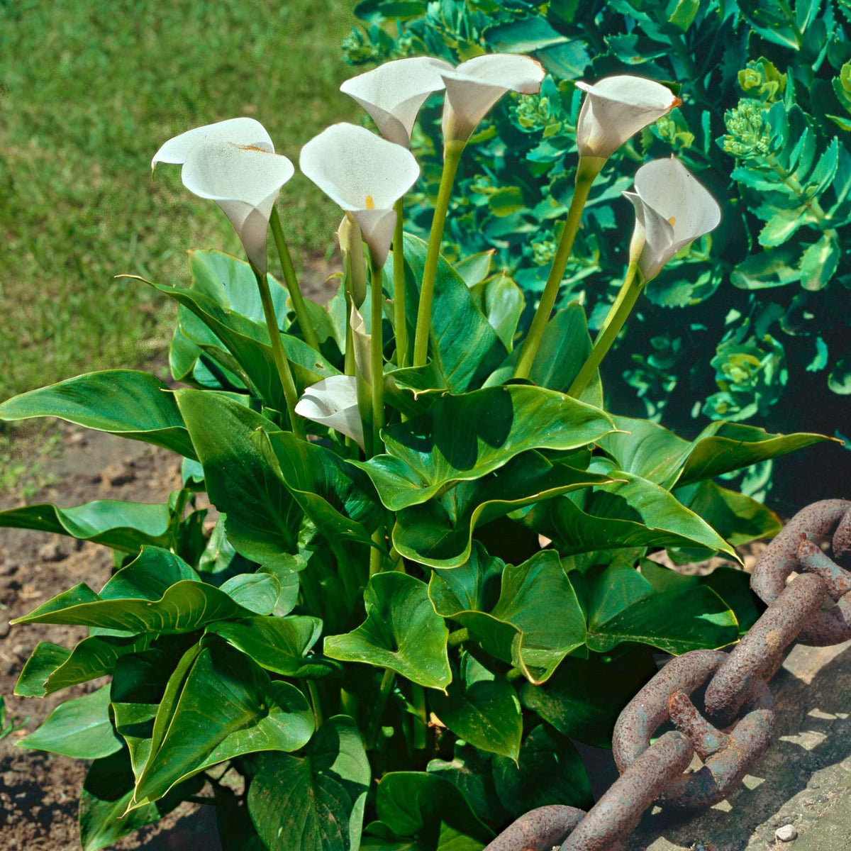 2 Arums à taches blanches - Zantedeschia albomaculata - Bulbes à fleurs