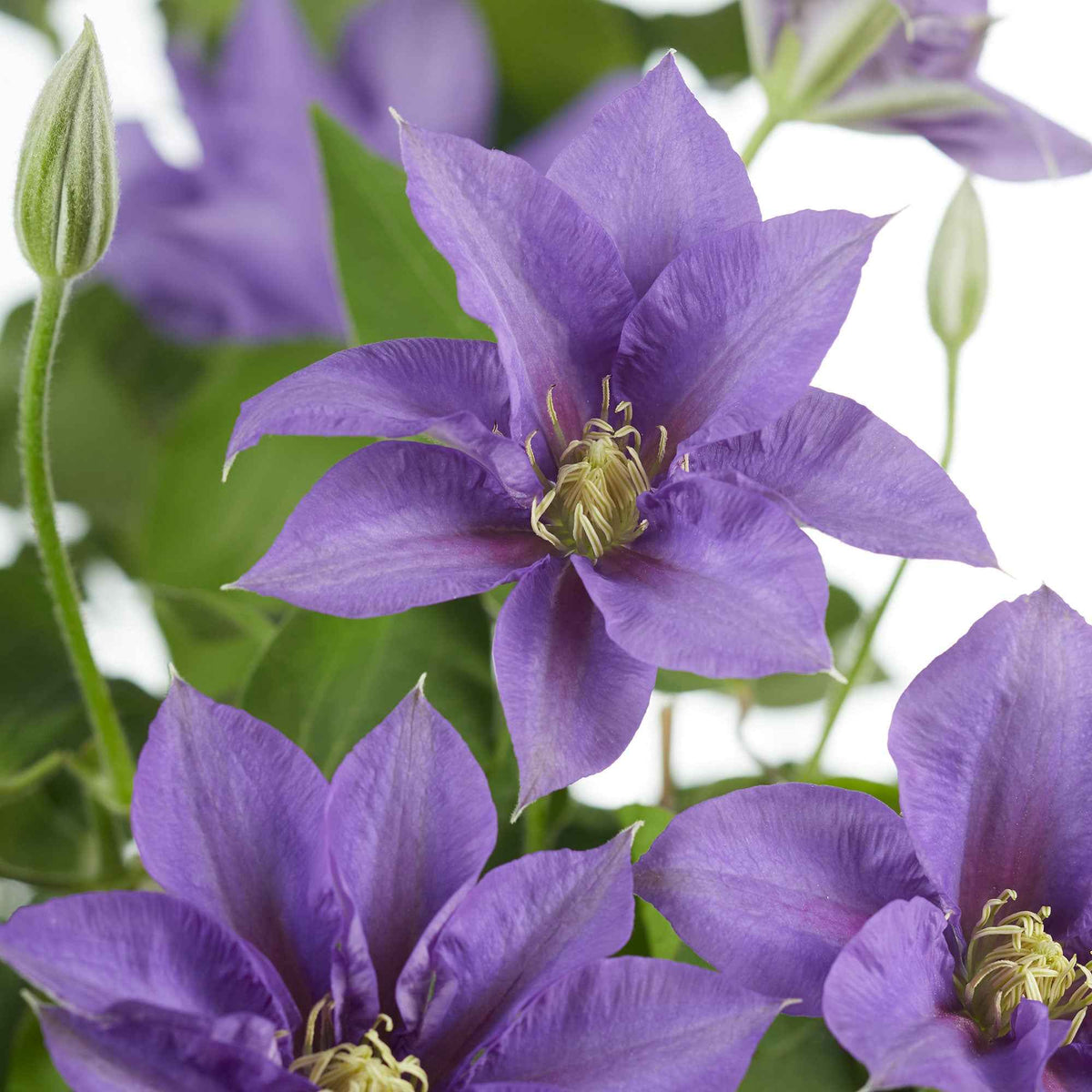 Clématite Olympia - Clematis 'olympia' - Willemse