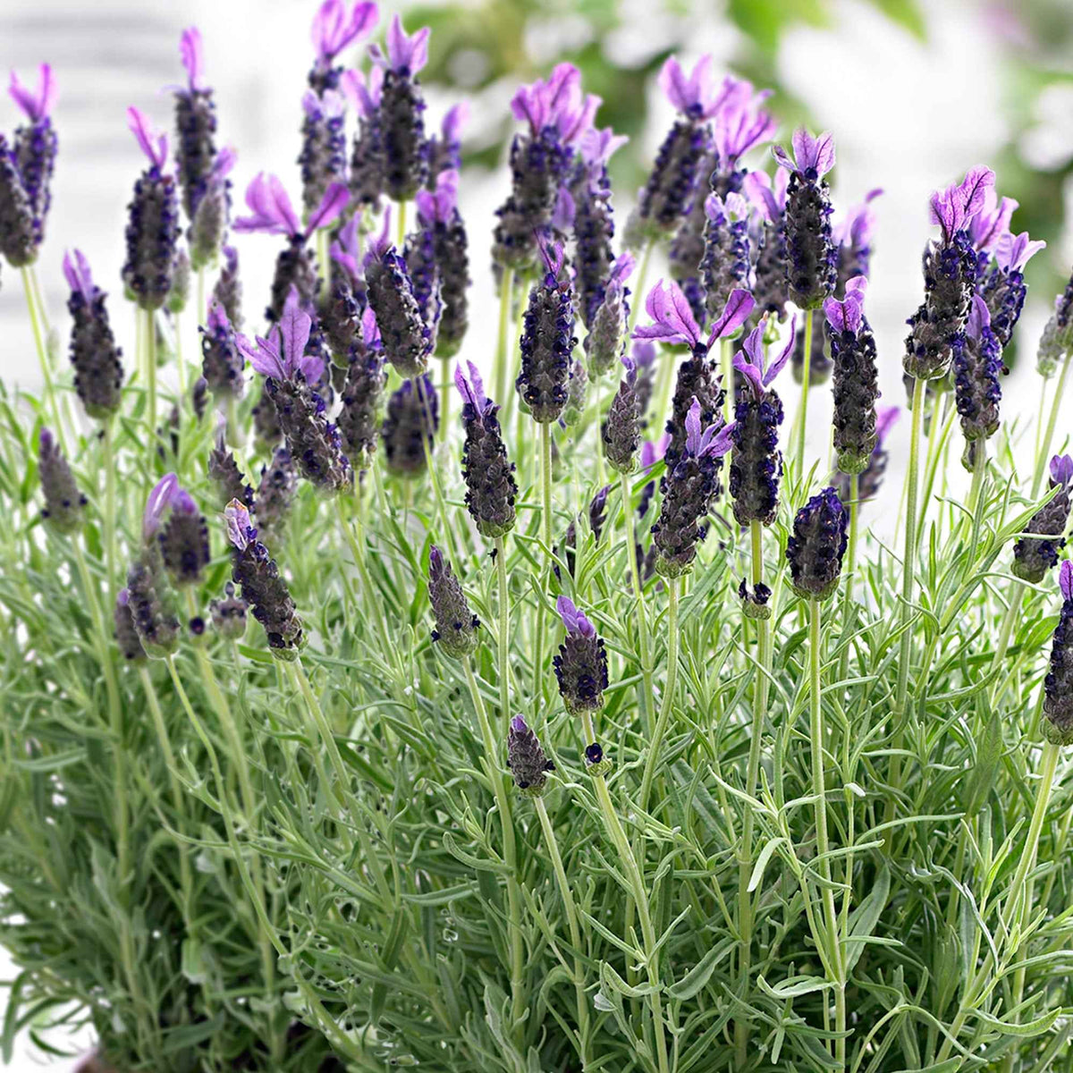 Lavande papillon Anouk - Lavandula stoechas 'anouk' - Willemse
