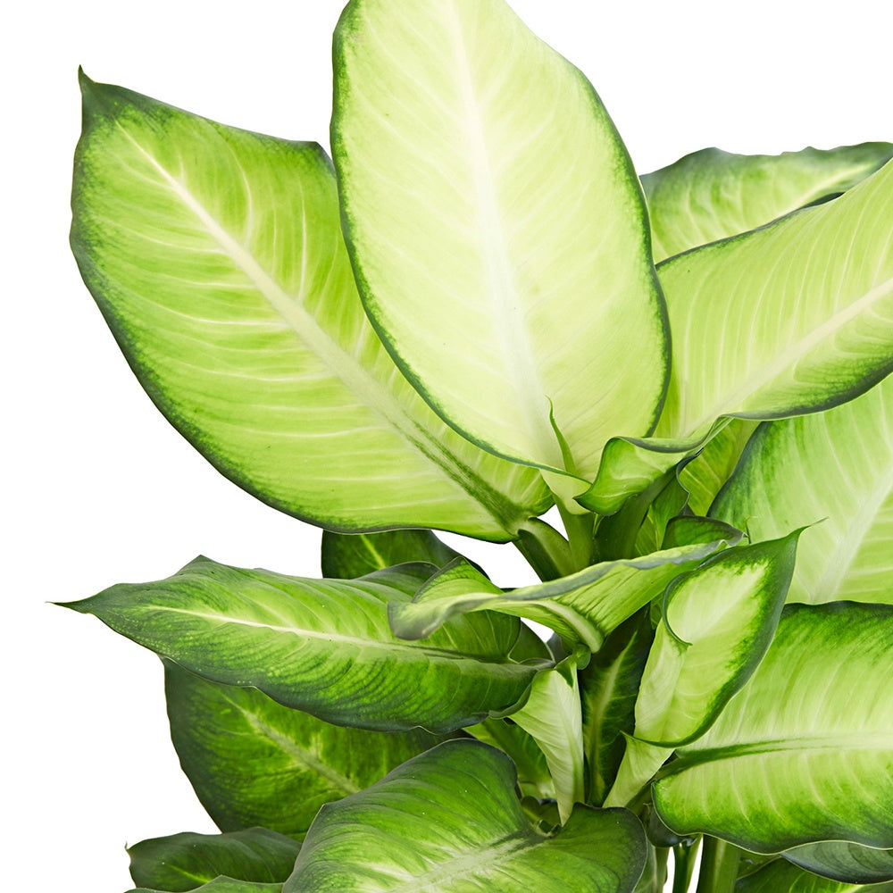 Dieffenbachia Summer Style - Dieffenbachia summer style - Willemse