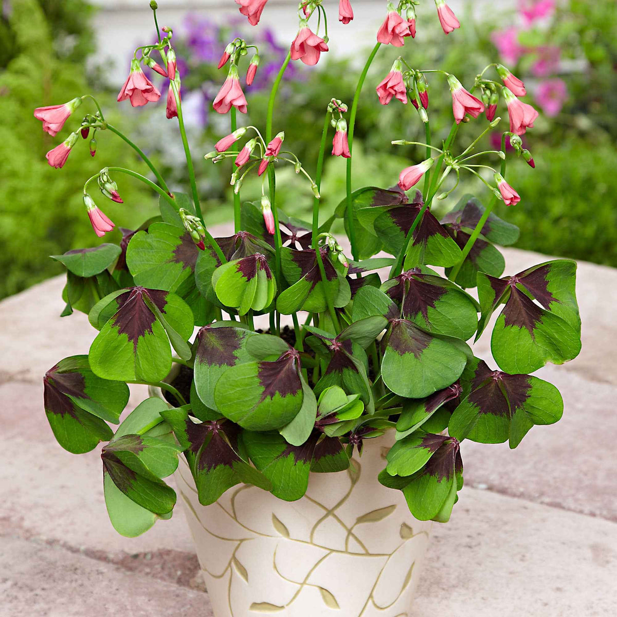 50 Oxalis deppei Iron Cross - Oxalis deppei Iron Cross - Willemse