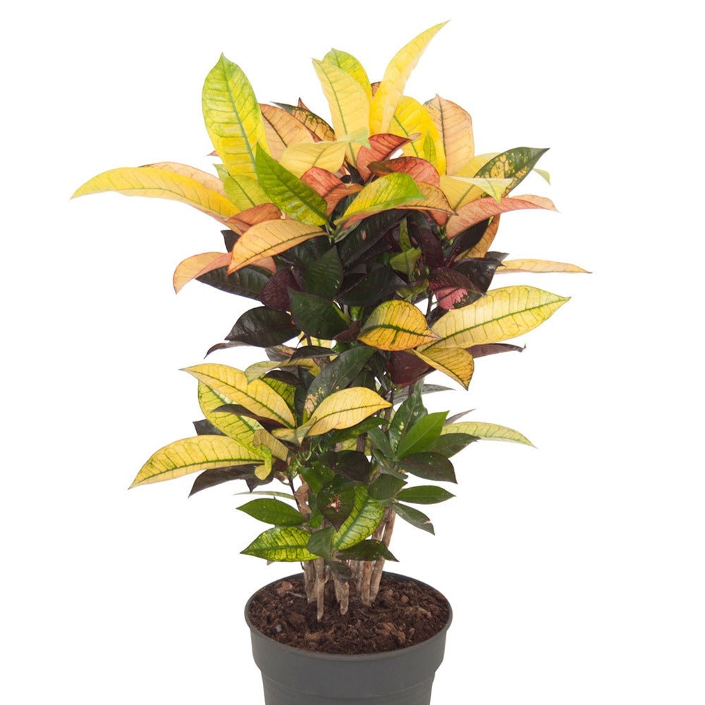 Croton Codiaeum 'Mrs. Iceton' - Collection colorée