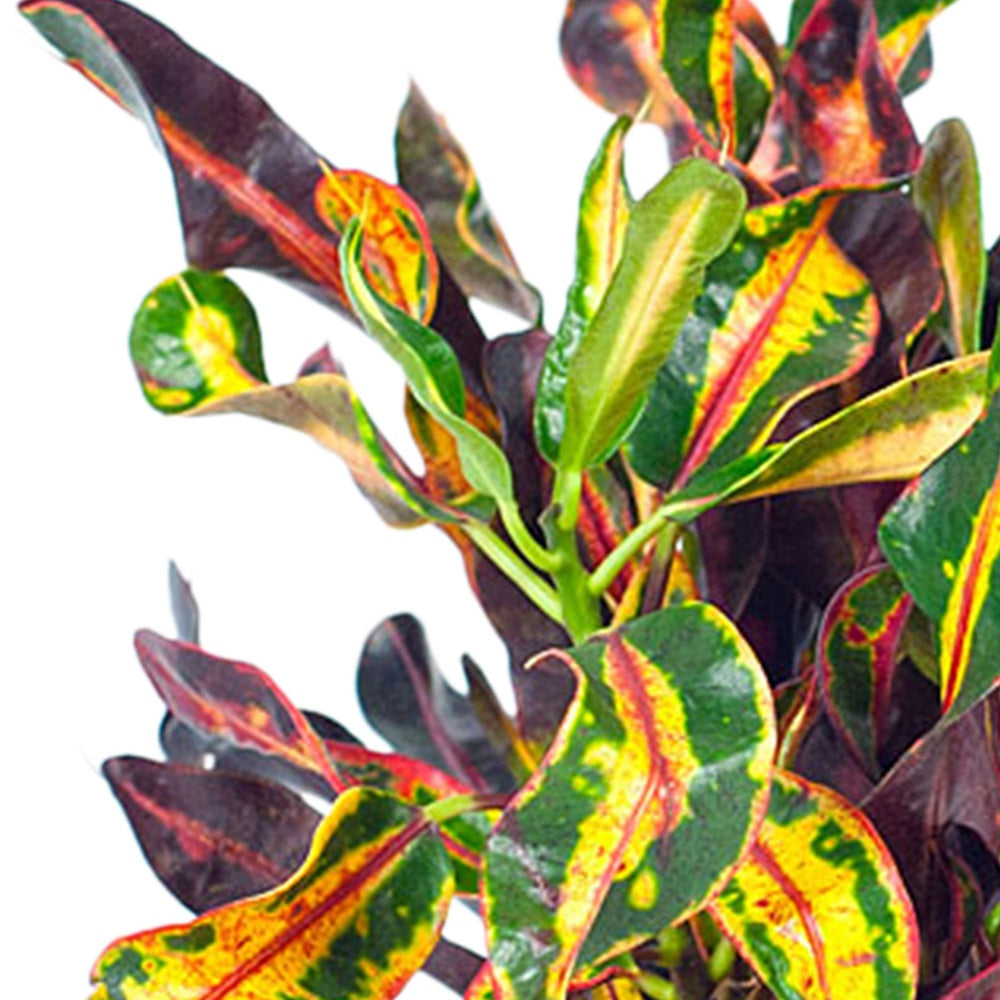 Croton Mammi - Codiaeum variegatum mammi - Willemse