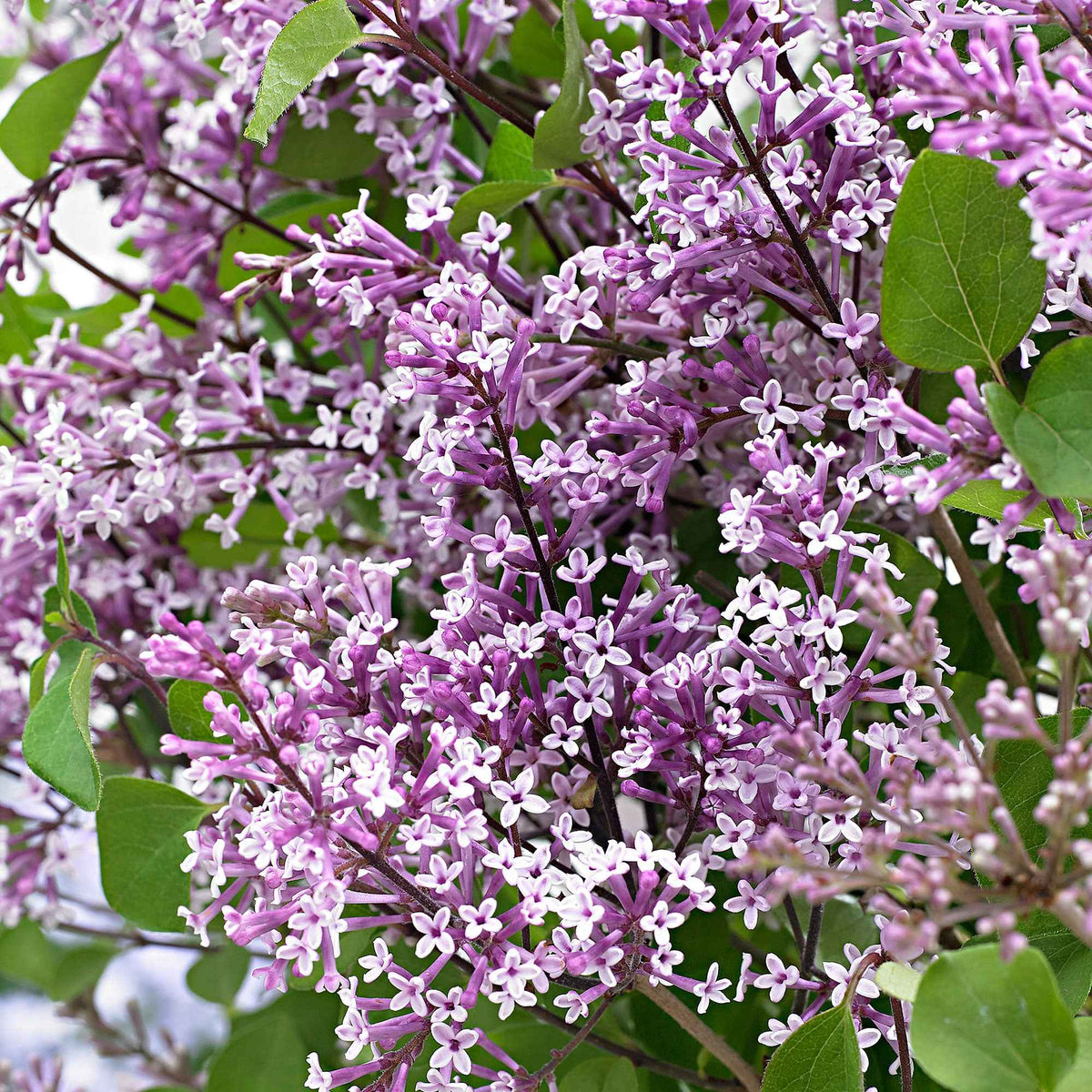 Lilas nain Dark Purple - Syringa pubescens microphylla Bloomerang Dark Purple - Willemse