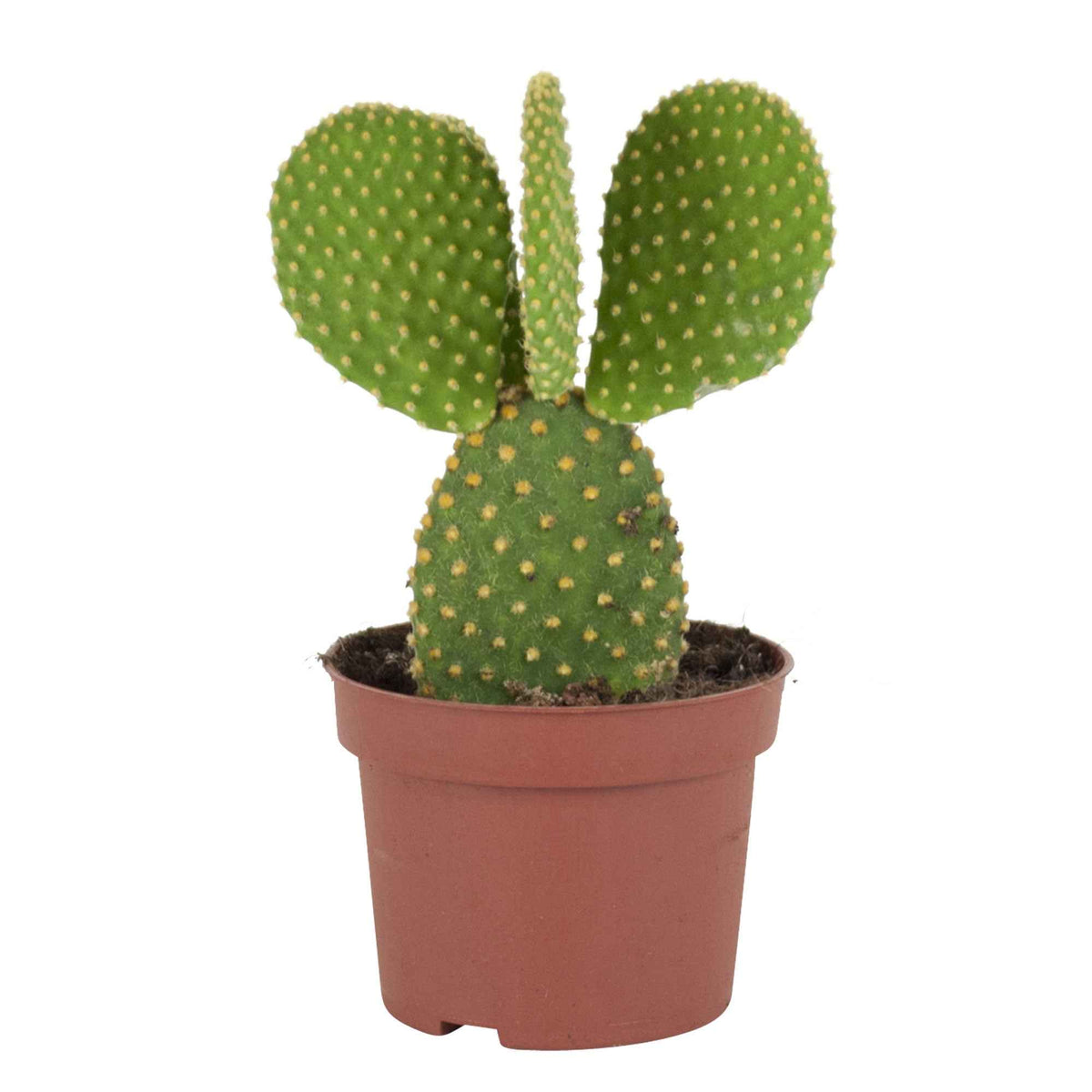 Cactus Opuntia Microdasys - Opuntia microdasys - Willemse