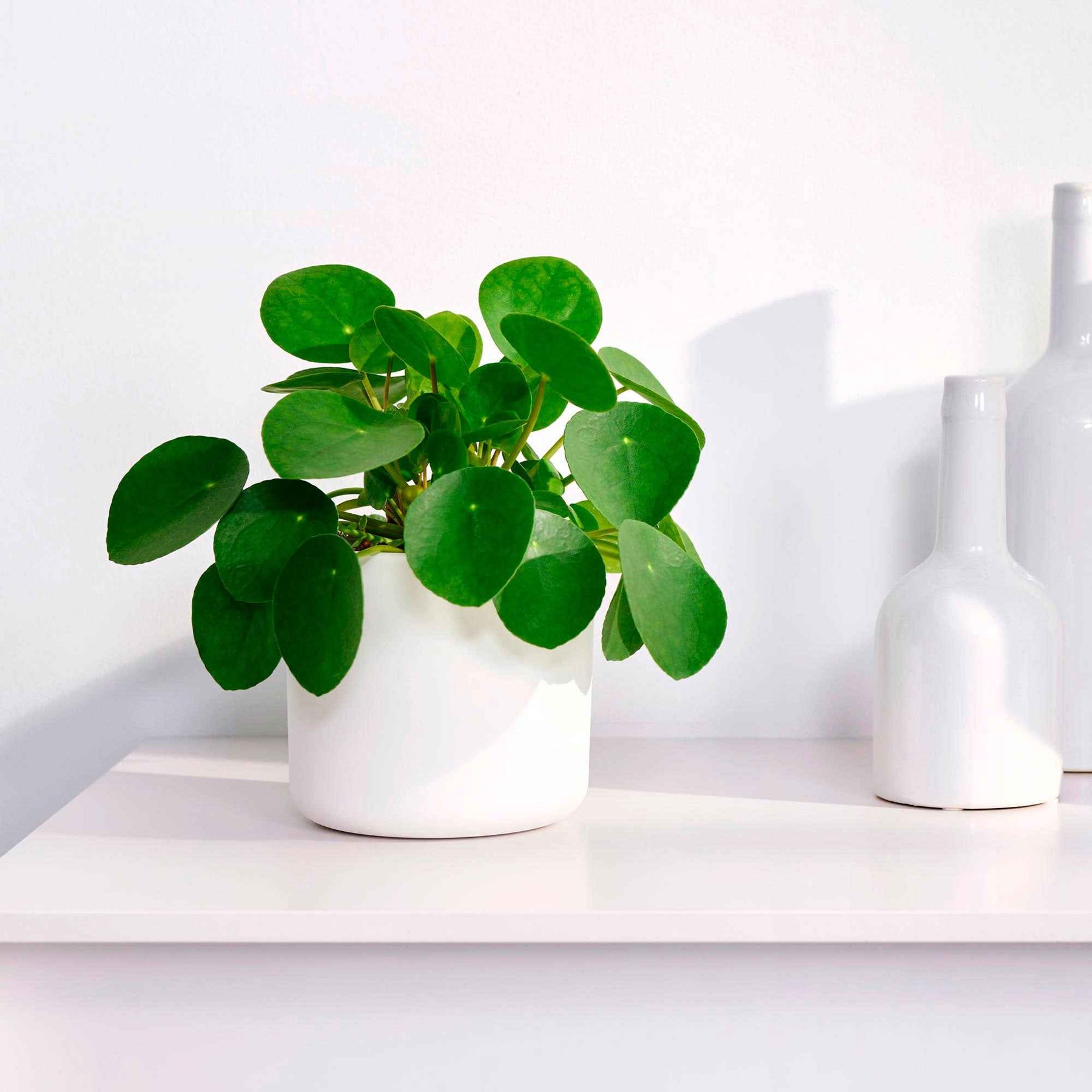 Pilea peperomioides - Pilea peperomioides - Plantes