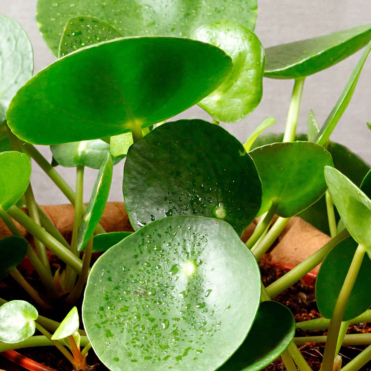 Pilea peperomioides - Pilea peperomioides - Willemse
