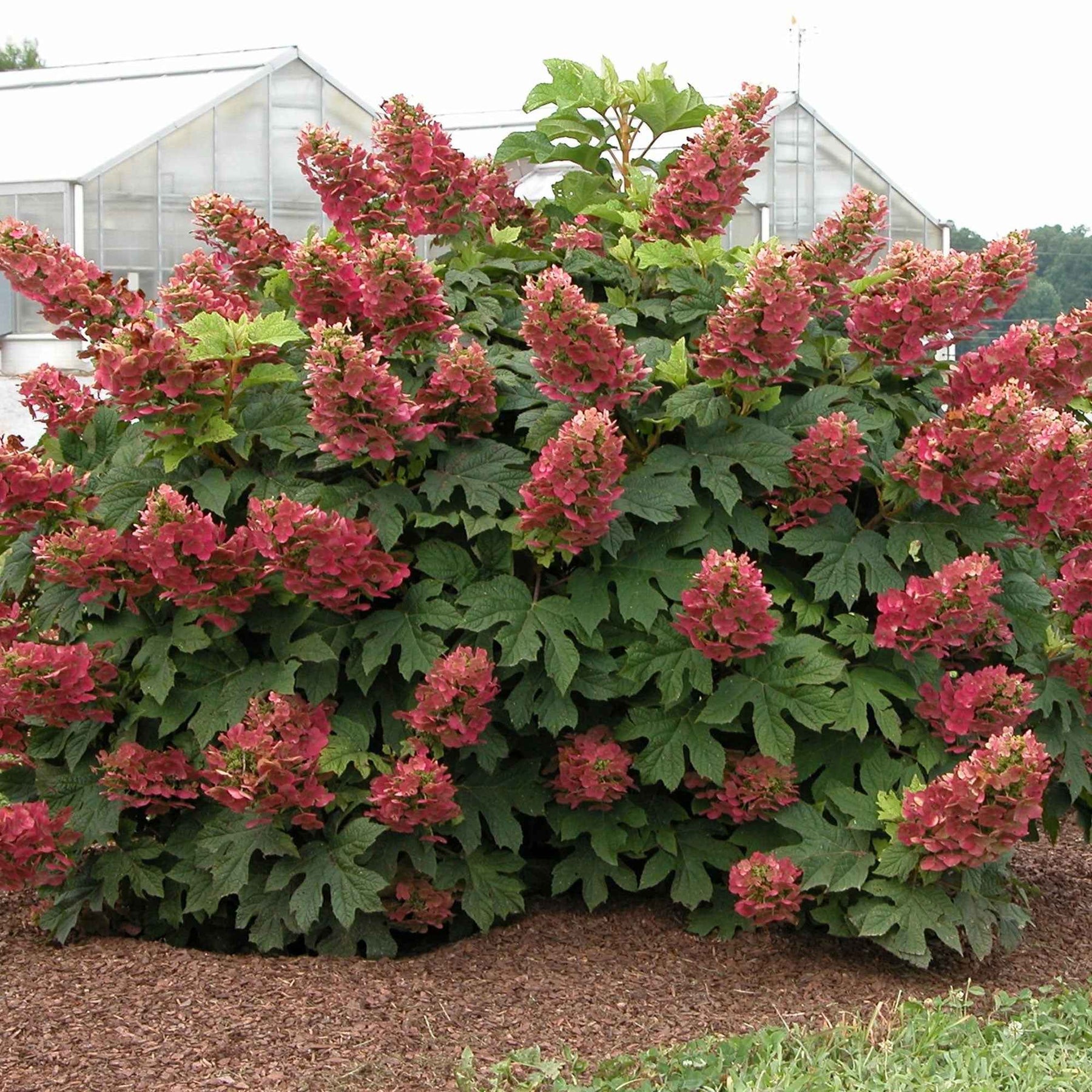 Hortensia à feuilles de chêne Ruby Slippers® - Hydrangea quercifolia ruby slippers'® - Plantes