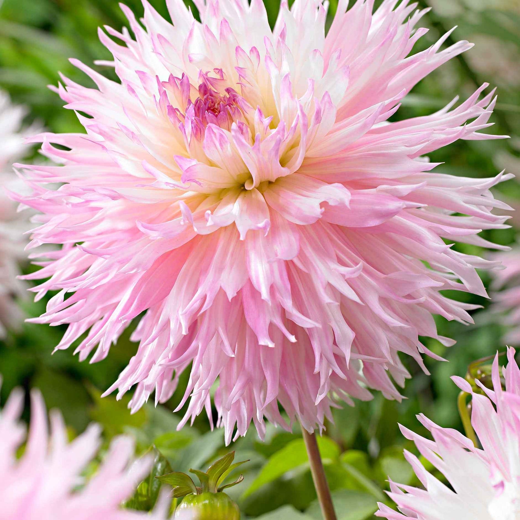 3 Dahlias cactus dentelle Nadia Ruth - Dahlia fimbriata 'nadia ruth' - Plantes