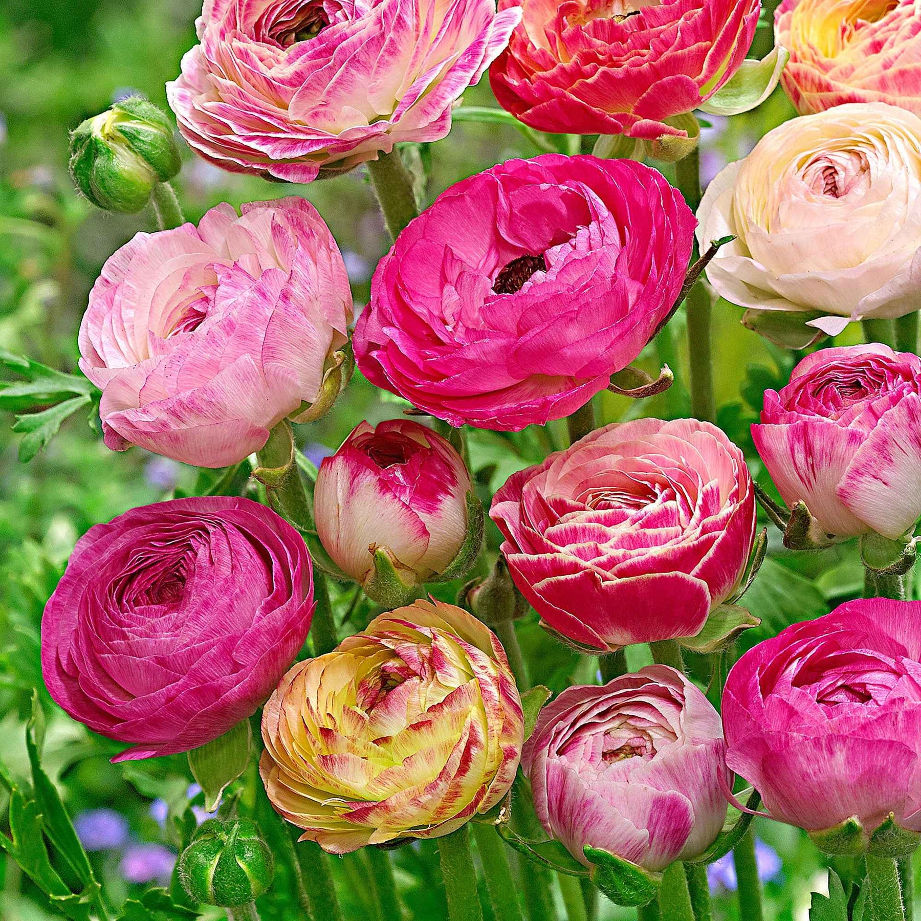 15 Renoncules à fleurs doubles Peony Blend en mélange - Ranunculus asiaticus 'peony blend' - Plantes