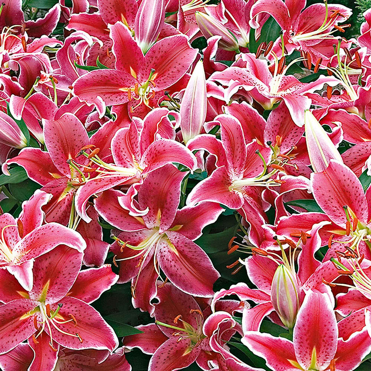 5 Lis géant Starlight Express - Lilium orientalis 'starlight express' - Plantes