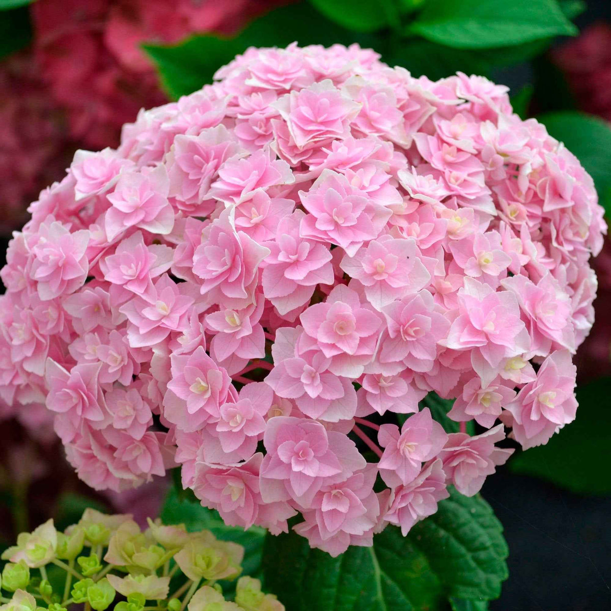 Hortensia Doppio Nuvola - Hydrangea macrophylla Doppio Nuvola - Willemse