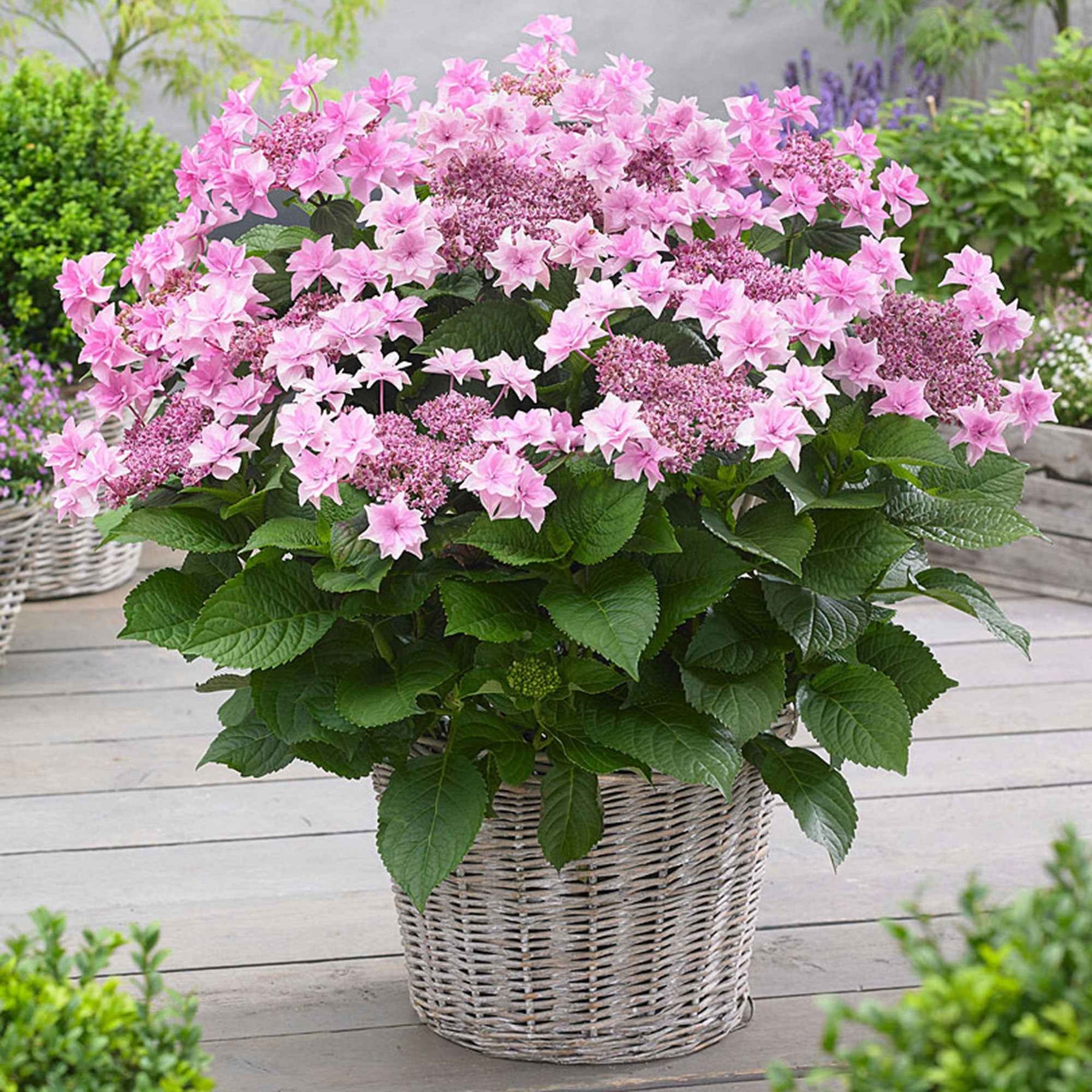 Hortensia Doppio Rosa - Hydrangea macrophylla 'doppio rosa' - Plantes