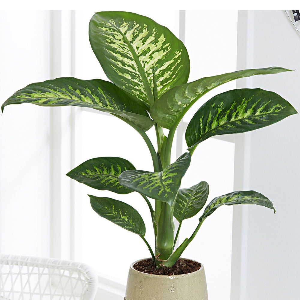 dieffenbachia bienfaits Dieffenbachia Tropic Snow, feuillage d'intérieur