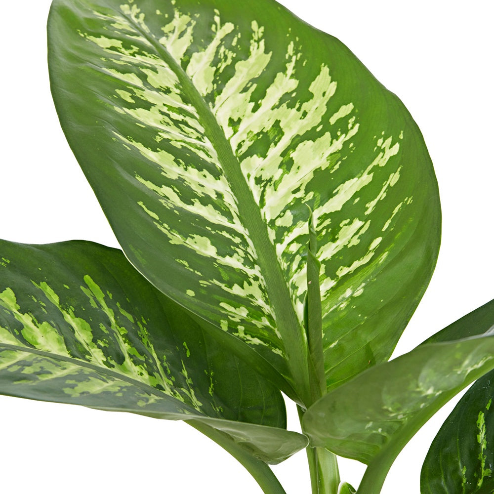 Dieffenbachia Tropic Snow - Dieffenbachia Tropic Snow - Willemse