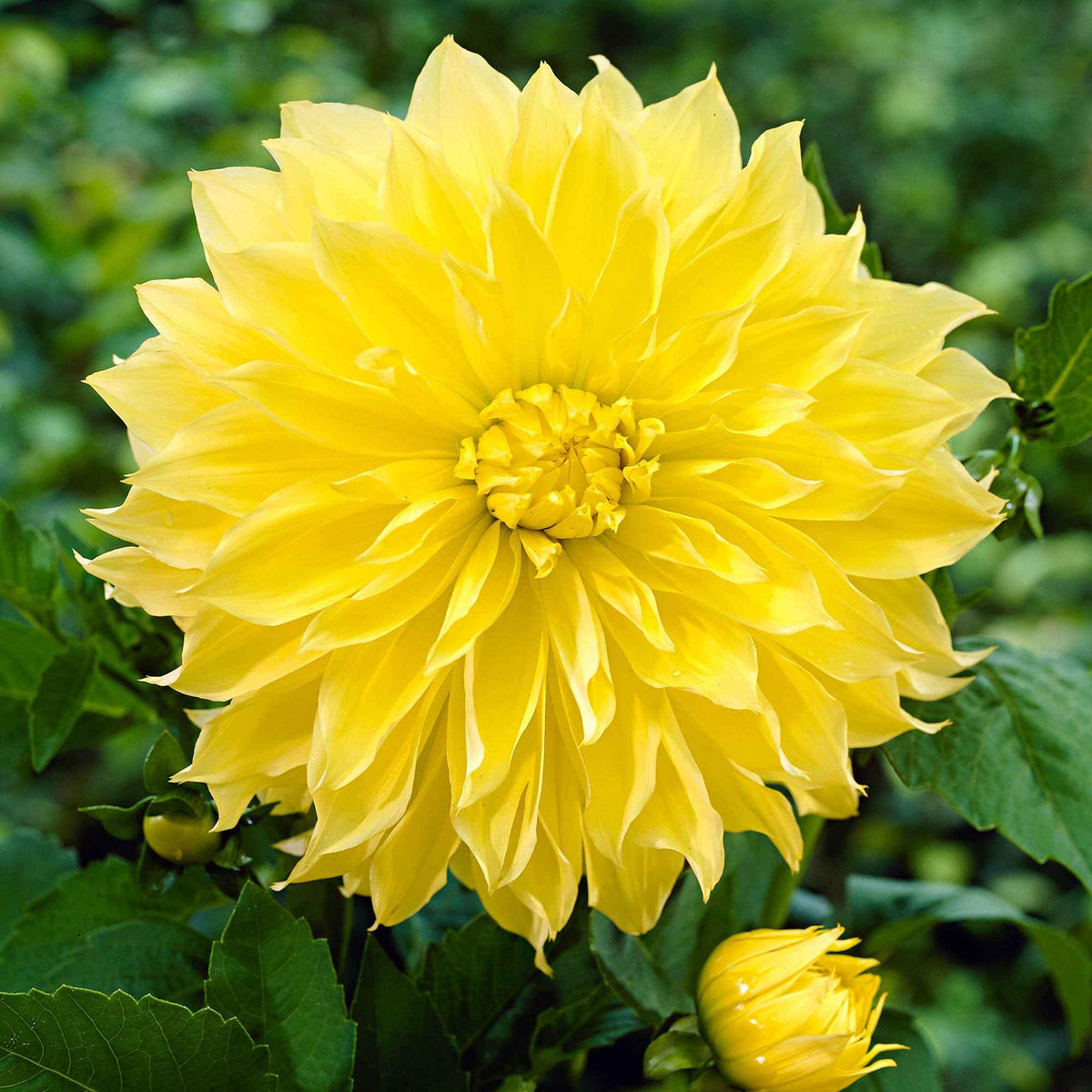 3 Dahlias Kelvin Floodlight - Dahlia 'kelvin floodlight' - Willemse