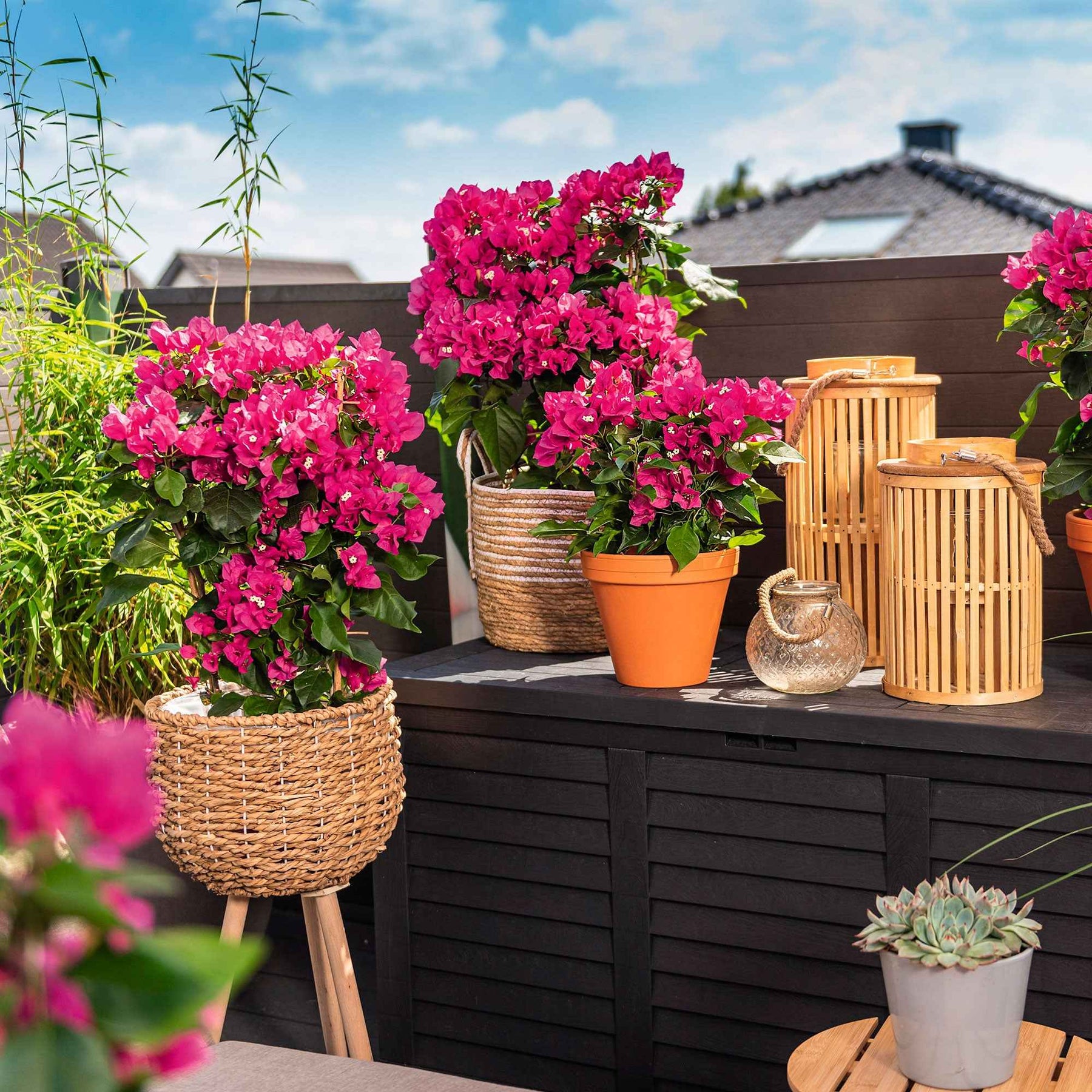 Bougainvillea 'Vera Deep Purple' Violet avec support