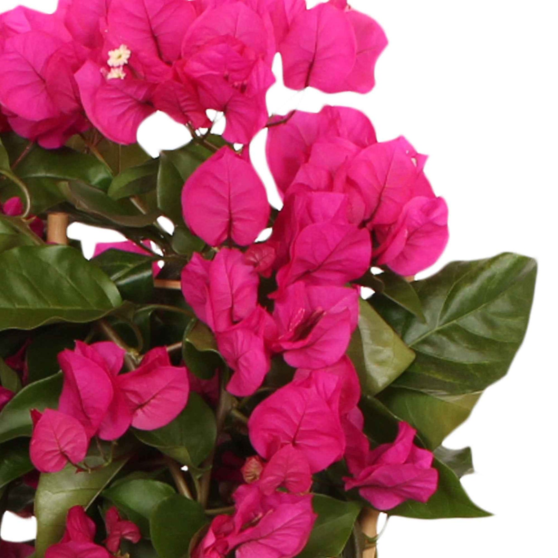 Bougainvillea 'Vera Deep Purple' Violet avec support