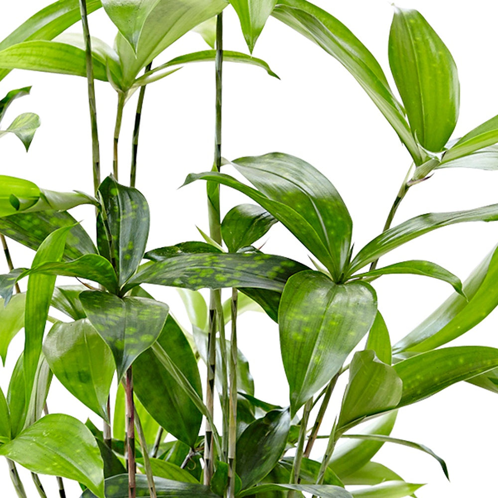 Dracaena balsamique - Dracaena surculosa - Willemse