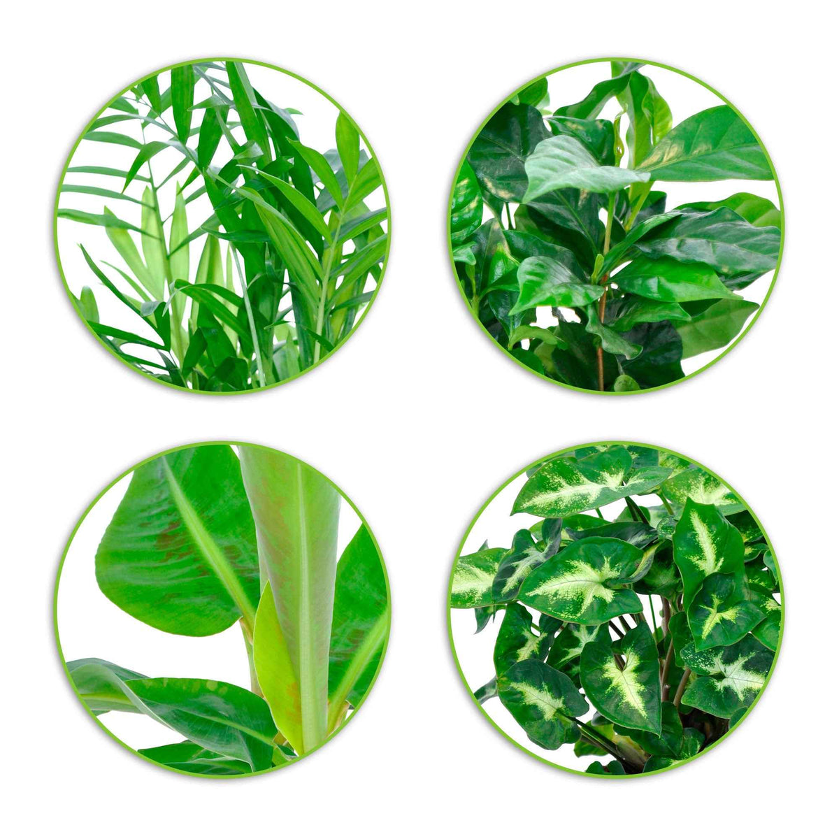 Collection de 4 plantes d'intérieur tropicales - Chamaedorea elegans, Arum syngonium, Musa, Coffea arabica - Plantes d'intérieur