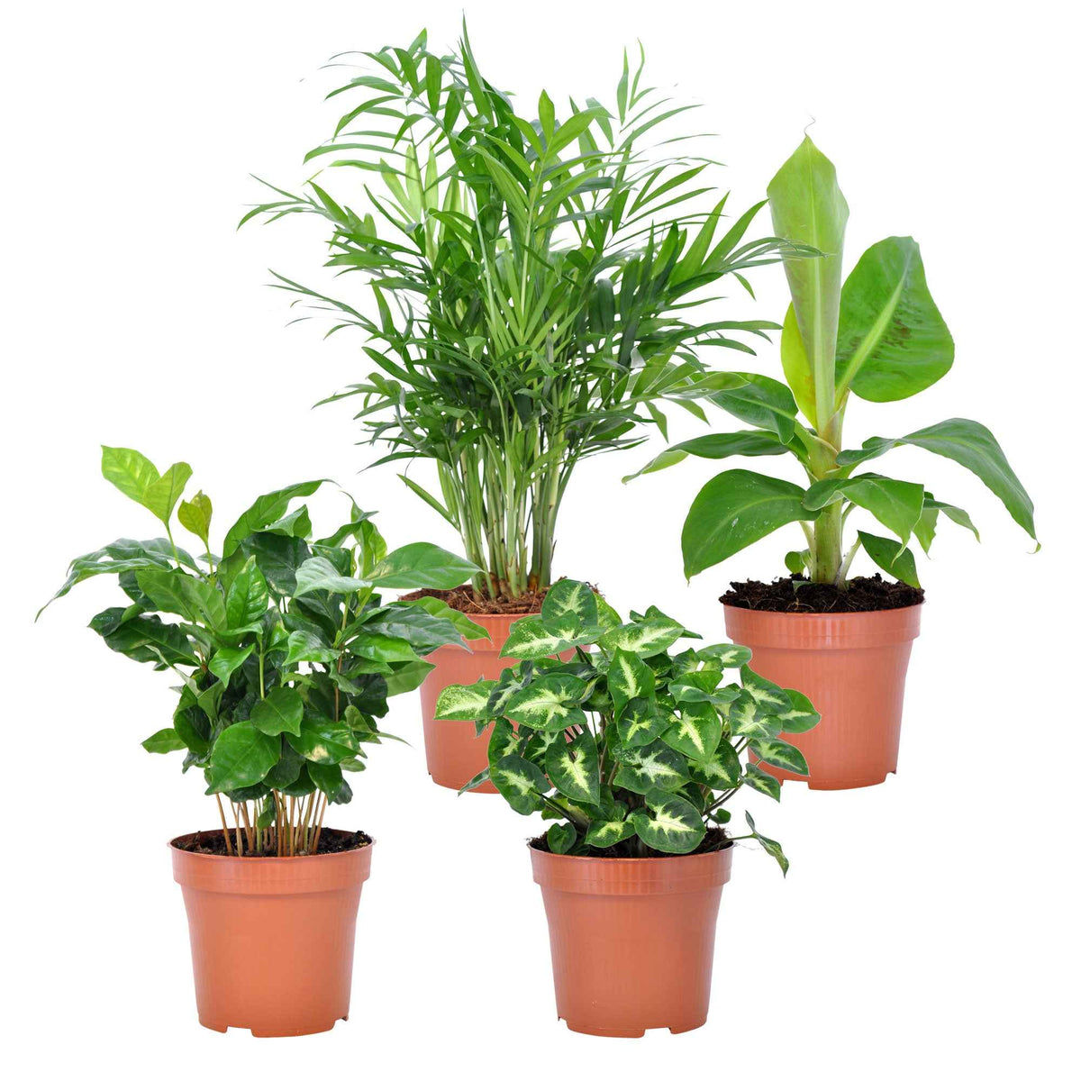 Collection de 4 plantes d'intérieur tropicales - Chamaedorea elegans, Arum syngonium, Musa, Coffea arabica - Plantes