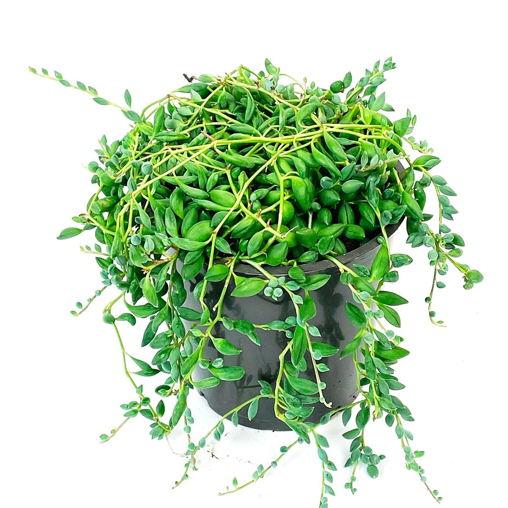 Séneçon de Rowley - Senecio herreianus compositae - Willemse