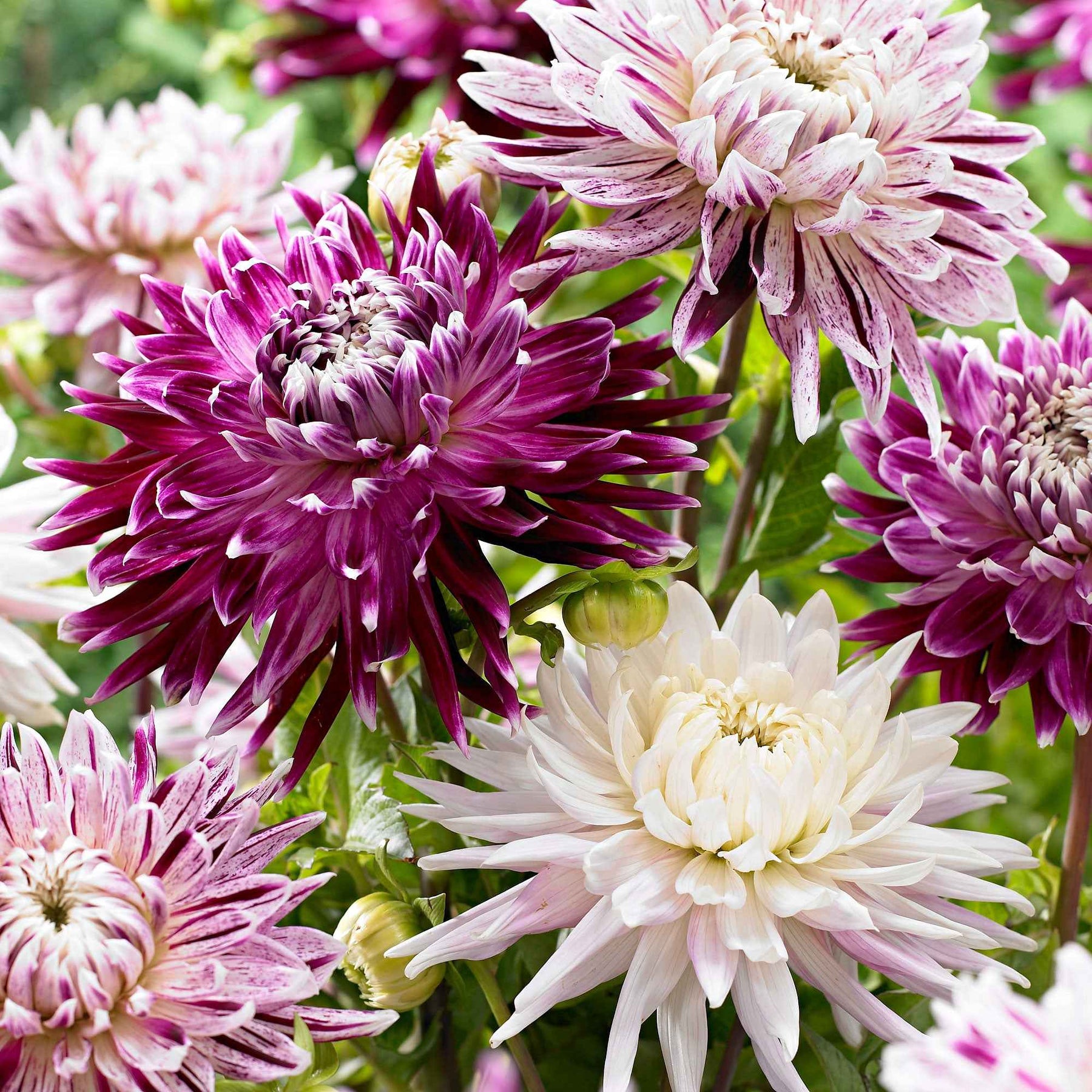 3 Dahlias Avignon et Vancouver en mélange - Dahlia 'avignon','vancouver' - Plantes