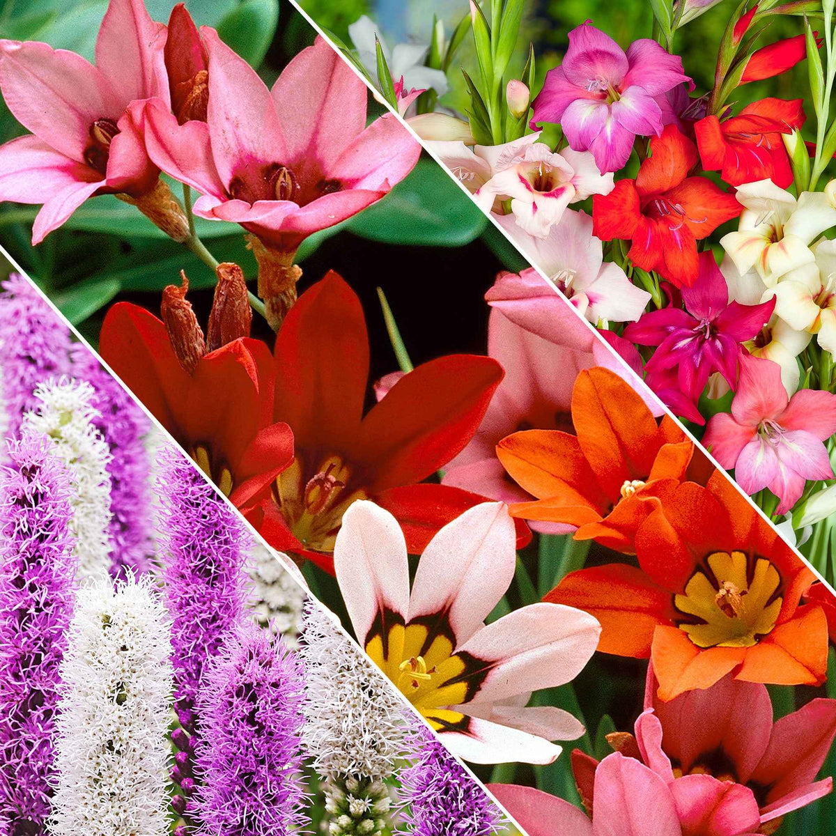 50 Bulbes de fleurs For Bees & Butterflies en mélange - Gladiolus nanus, sparaxis, liatris spicata - Plantes