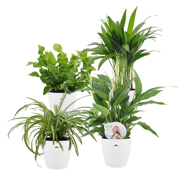 Collection de 4 plantes dépolluantes + cache pots Elho blanc - Dypsis, Chlorophytum, Asplenium, Spathiphyllum