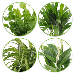 Collection de 4 plantes dépolluantes + cache pots Elho blanc - Dypsis, Chlorophytum, Asplenium, Spathiphyllum
