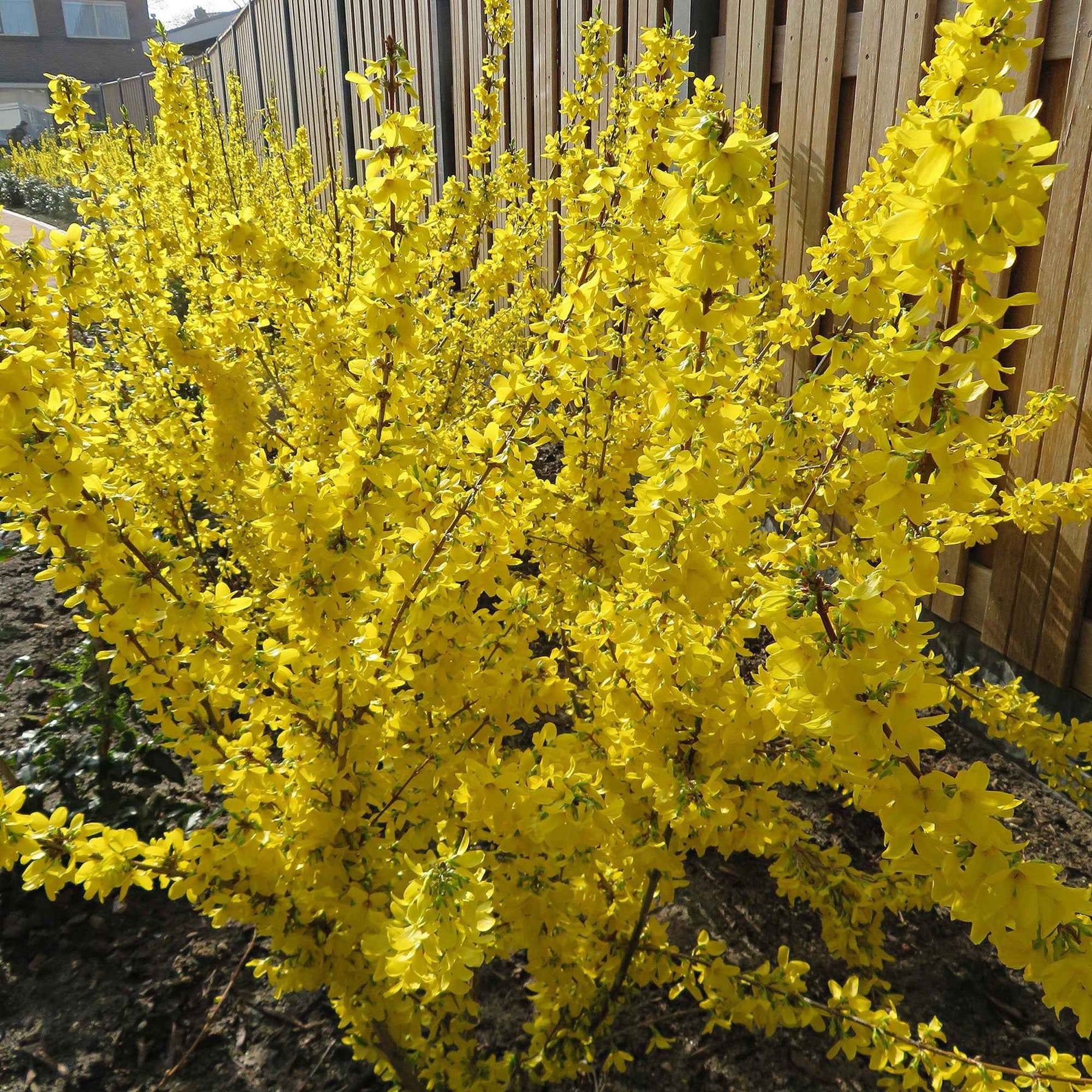 Forsythia Mikador - Forsythia x intermedia 'mikador' - Plantes