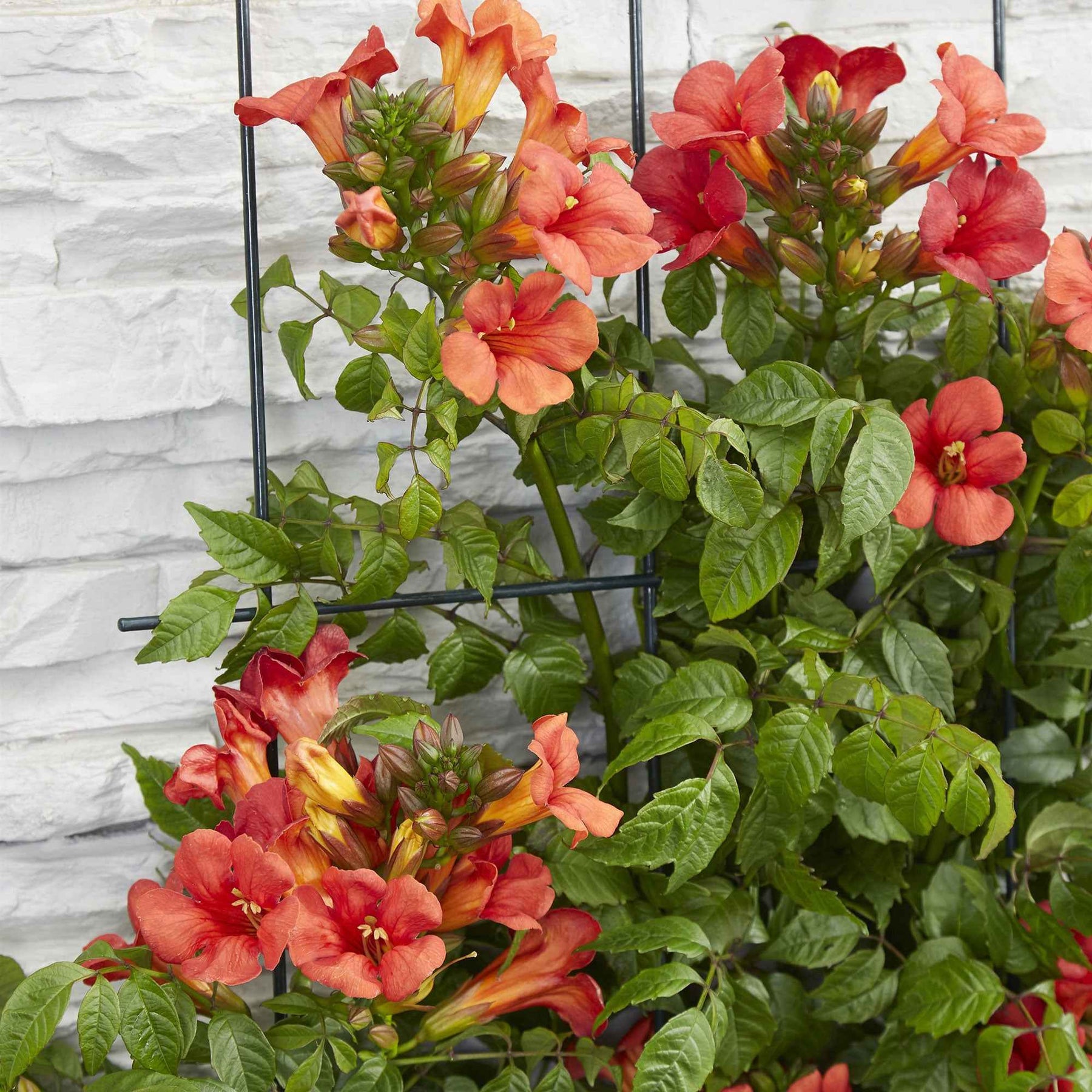 Bignone Fire Trumpet - Campsis x tagliabuana 'fire trumpet' - Bignone