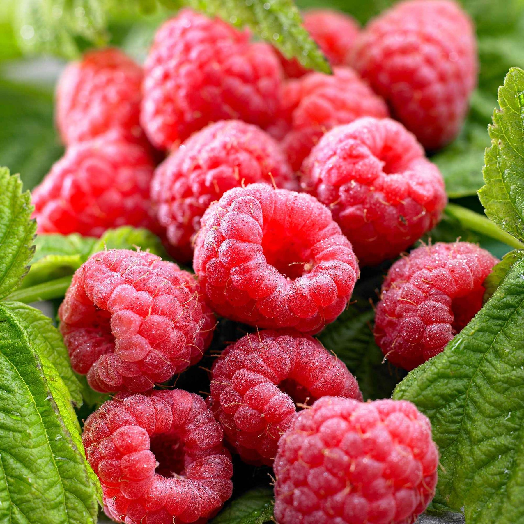 Framboise Rubus 'Twotimer Sugana Red' Rouge - Bio - Caractéristiques des plantes