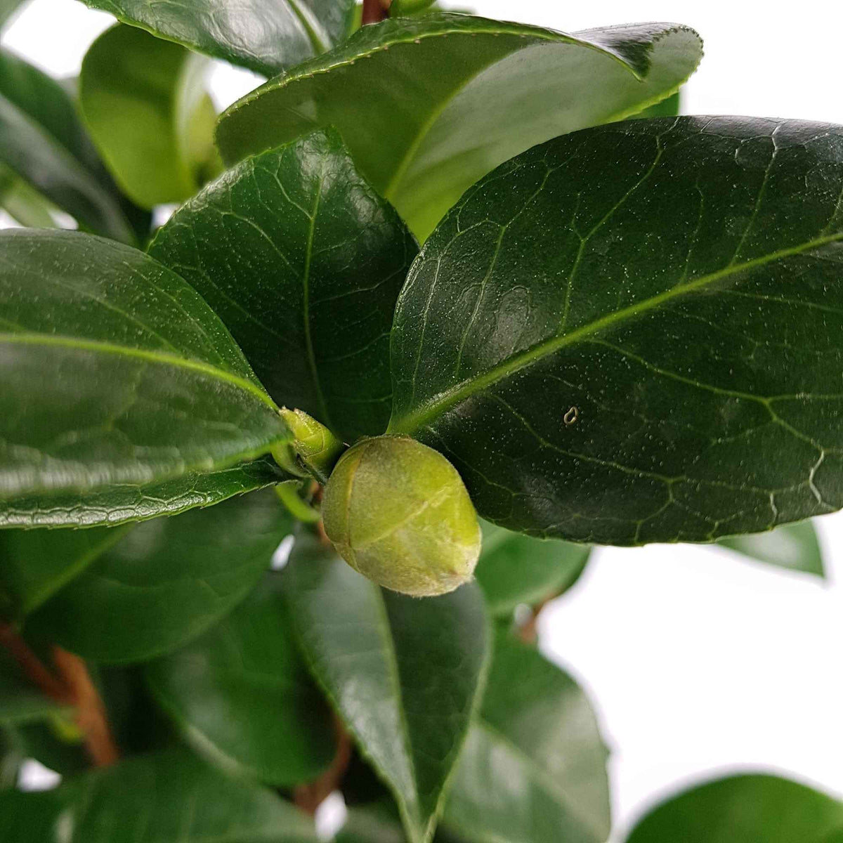 Camélia du Japon Nuccio's Cameo - Camellia japonica 'nuccio's cameo' - Willemse