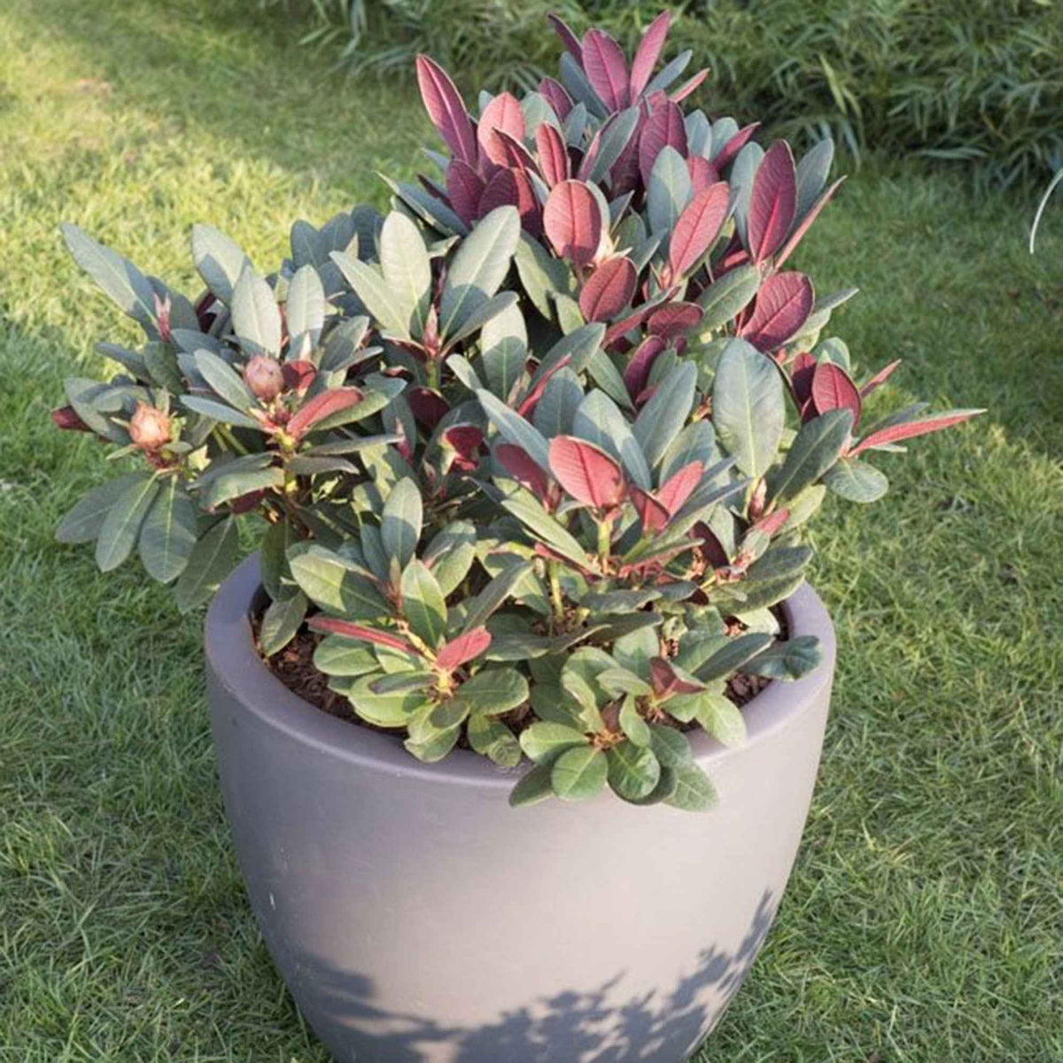 Rhododendron Wine & Roses - Rhododendron Wine & Roses - Willemse