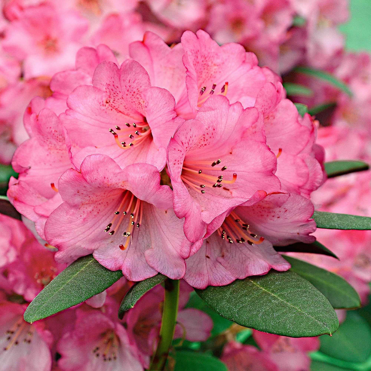 Rhododendron Wine & Roses - Rhododendron Wine & Roses - Willemse