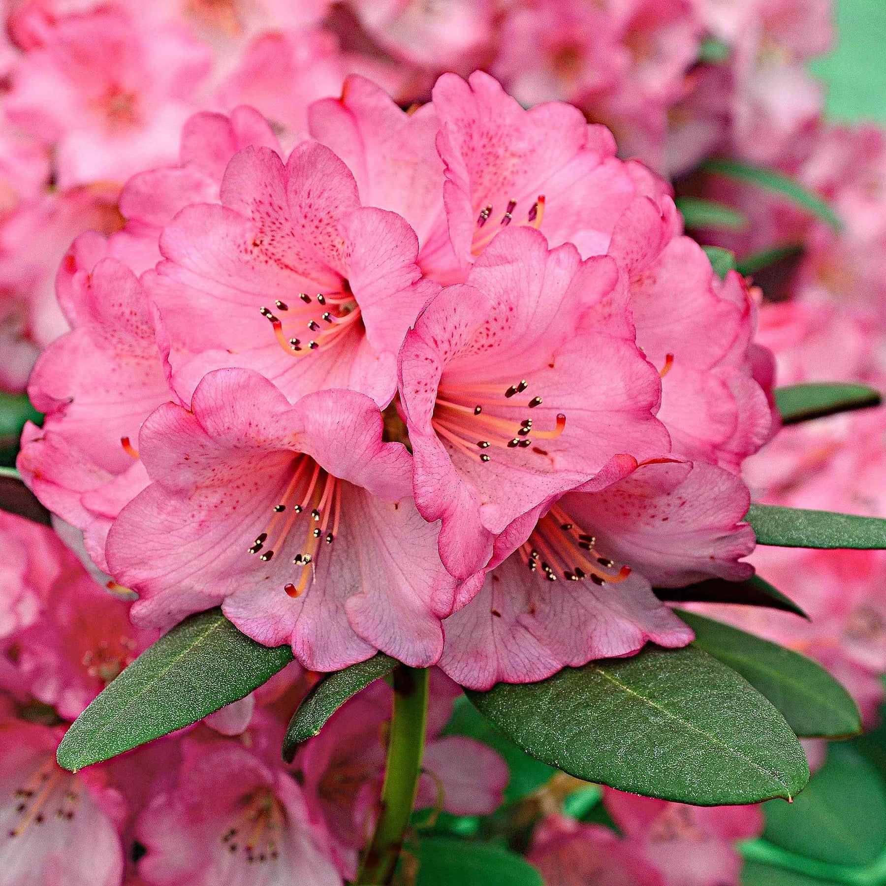 Rhododendron 'Wine & Roses' rose - Arbustes à feuillage persistant