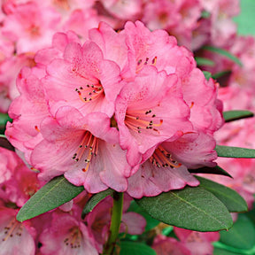 Rhododendron 'Wine & Roses' rose - Arbustes à feuillage persistant