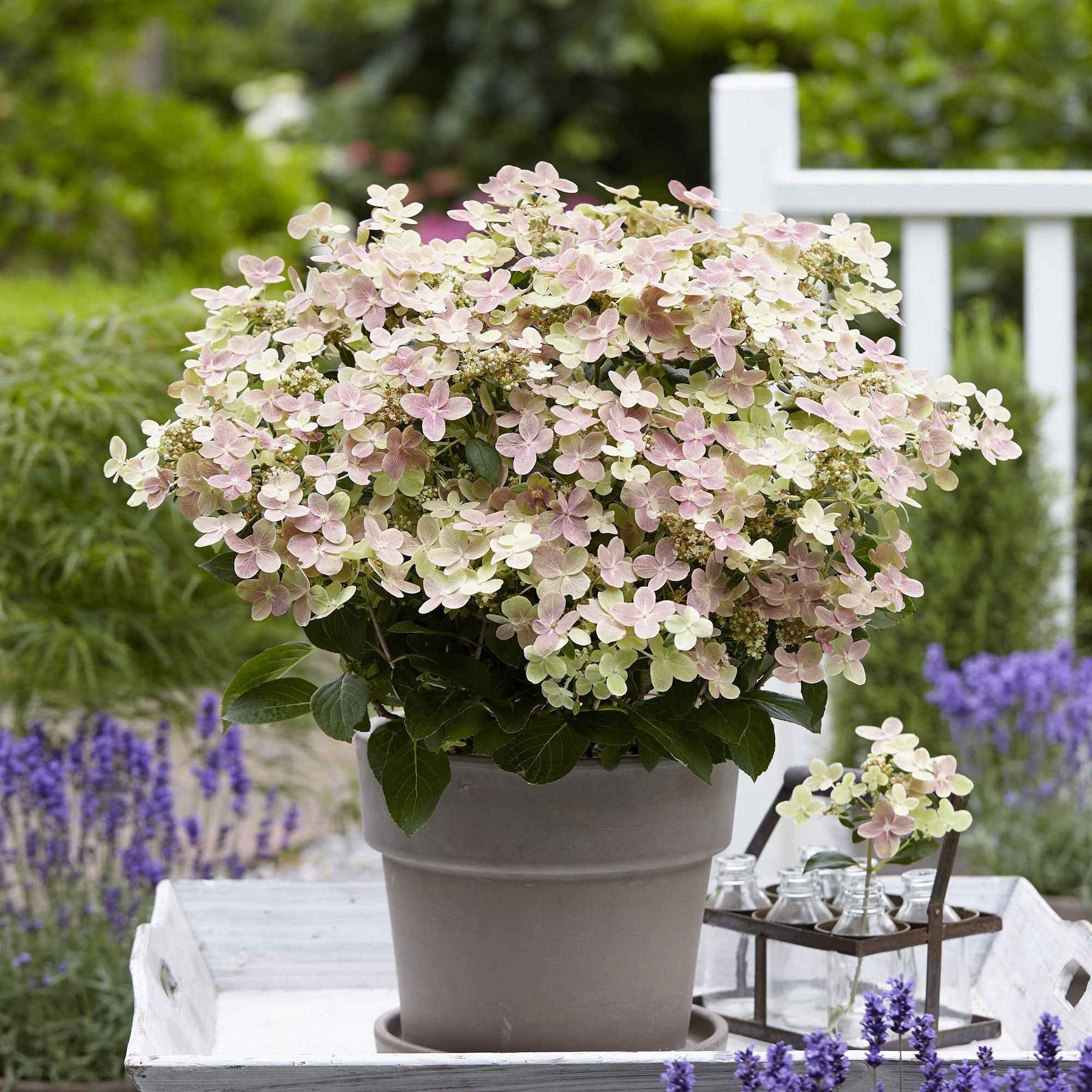 Hortensia paniculé Switch Ophelia® - Hydrangea paniculata 'switch ophelia'® - Plantes