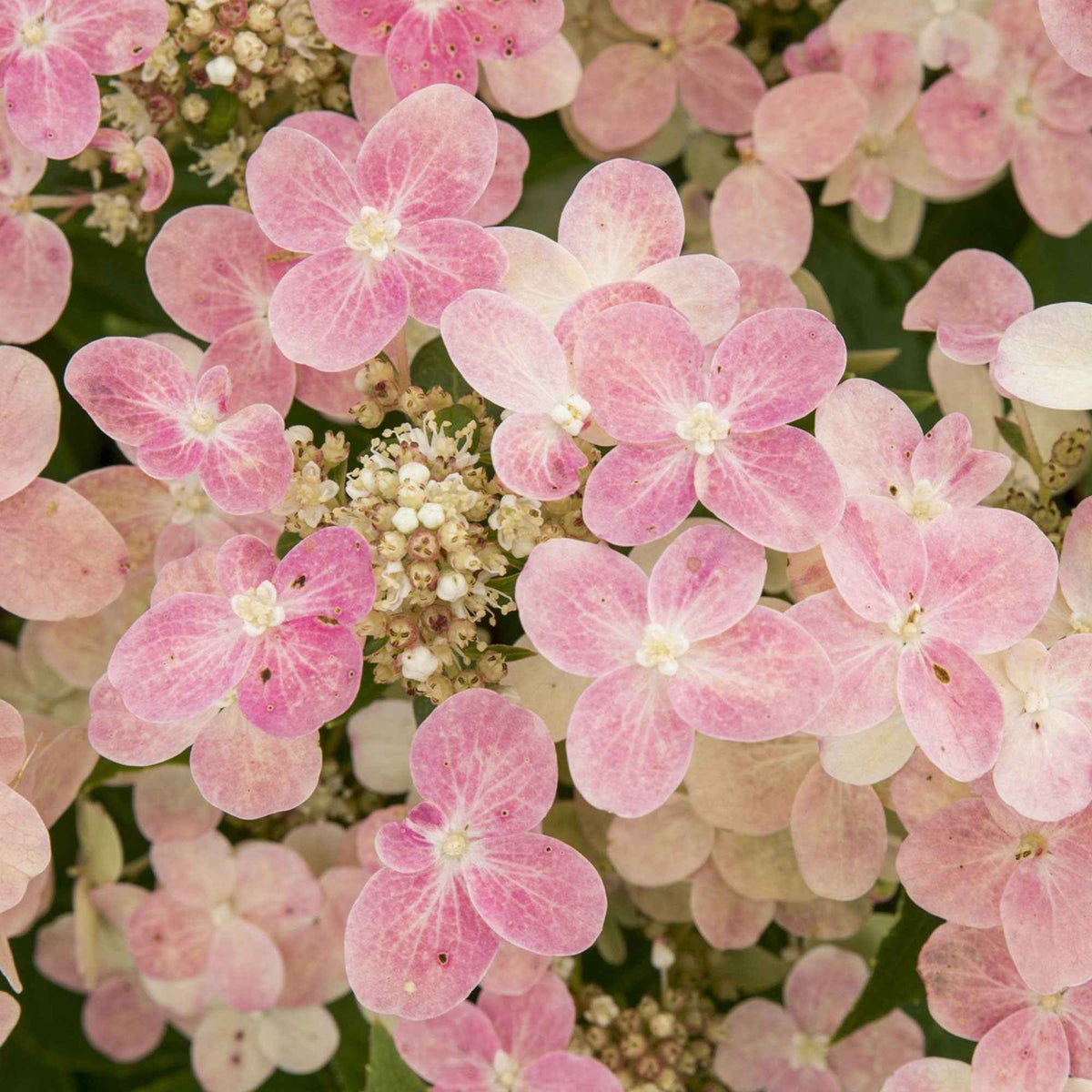 Hortensia paniculé Switch Ophelia® - Hydrangea paniculata 'switch ophelia'® - Willemse