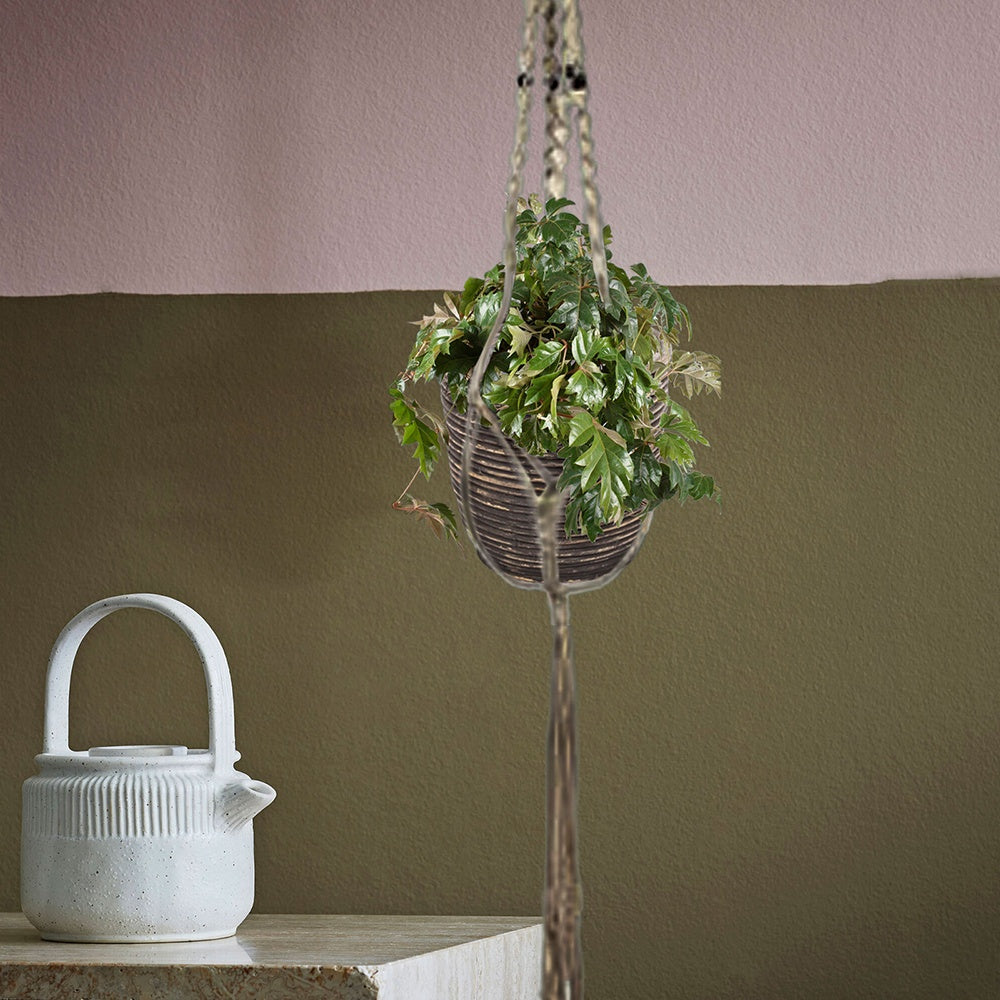 Cissus Ellen Danica - Cissus ellen danica - Willemse