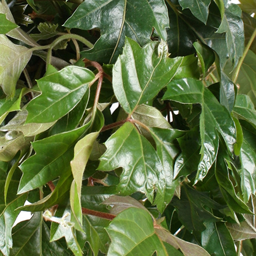 Cissus Ellen Danica - Cissus ellen danica - Willemse