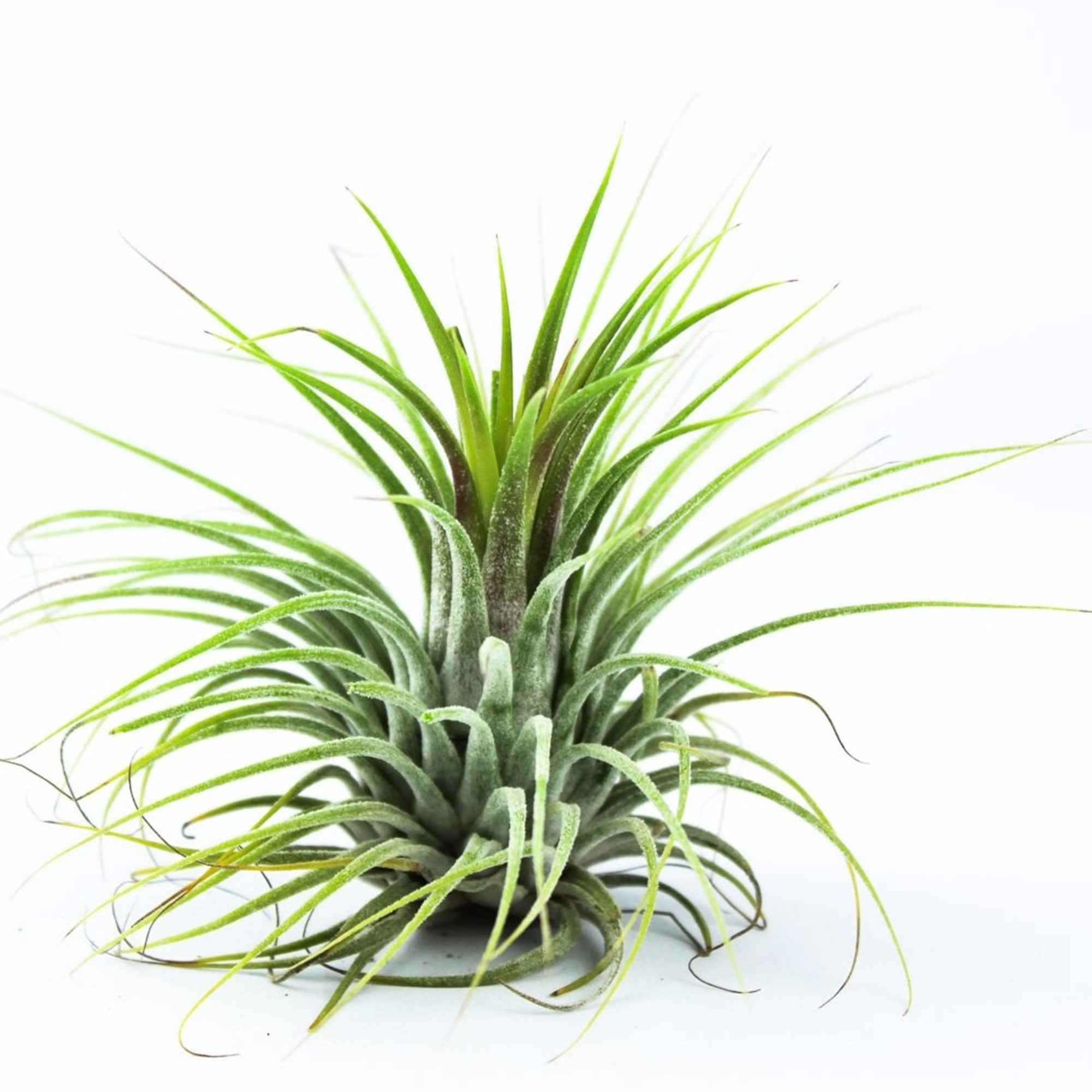 Tillandsia Ionantha Rubra – Plante Aérienne Rouge Vif, Sans Terre, Facile D’Entretien ≈15 Cm