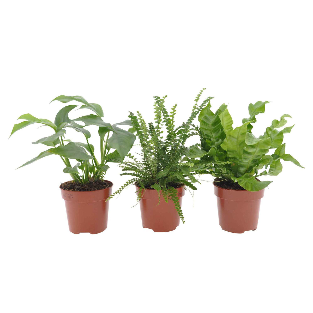 Collection de 3 plantes d'intérieur pour la salle de bain - Nephrolepis Duffii, Monstera minima, Asplenium Crispy Wave - Willemse